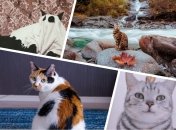 Котики умеют наслаждаться жизнью