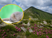 Заповедник в Карпатах