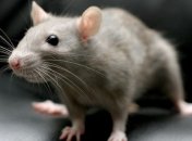 Эпизодическая память крыс оказалась человекоподобной