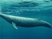 Уникальные кадры редкого вида кита (Видео)
