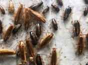 Тараканы привлекают друг друга запахами микрофлоры  