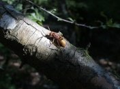 Гигантские шершни из Азии попали в США: в штате Вашингтон обнаружены "пчелиные кладбища"