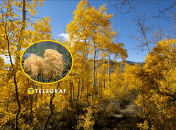 Гриб оленьи рожки