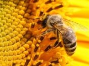 Ученые: в возникновении эпидемии среди пчел виноваты люди 