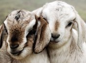 Козлятина - самое популярное красное мясо в мире