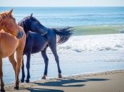 Сила и грация: красивые дикие лошади Исландии (Фото)