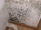 Плесень чаще всего появляется в холодное время года