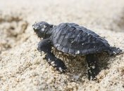 Ученые нашли предка современных черепах