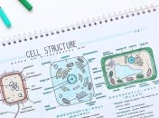 Як краще мотивувати дітей до навчання: поради психолога