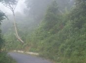 Самый высокий цветок в мире (Фото)