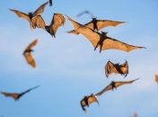 Куда летят летучие мыши