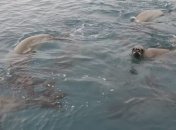 Не только пингвины: диковинные создания навестили украинских полярников на "Академике Вернадском" 