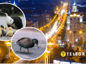 В Запорожье мужчины перевели утку с утятами через дорогу