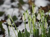 Погода в Україні на найближчі дні