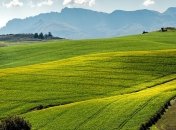 В Україні ярими культурами засіяли 52% площ