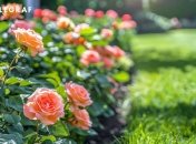 Сусідство деяких рослин може вбити троянди (зображення створено за допомогою ШІ)