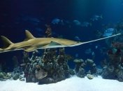 Два нові види акул знайшли біля берегів Африки