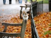 Осінь ще буде теплою