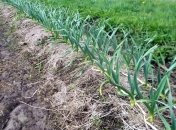 Найкраще рішення, це висадити полуницю