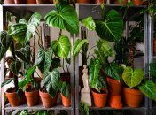 Филодендроны бывают разных сортов, но все выглядят очень эффектно