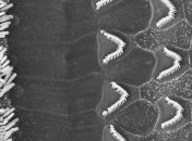 Ученые показали, как звуковые волны в ухе переходят в нервные импульсы