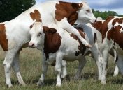 Минагропрод в 2019 году направит на животноводство более 3 млрд