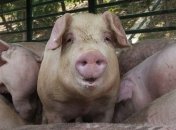 Вспышку АЧС зафиксировали на Ровенщине и в Закарпатье