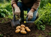 Своєчасне збирання картоплі у 2025 році