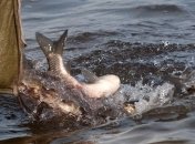 Кабмин утвердил лимиты вылова рыбы 