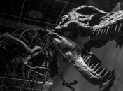 Ученые случайно обнаружили останки гигантского динозавра