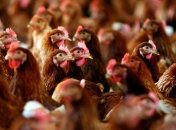 ЕС временно приостановил поставки курятины из Украины