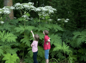 Борщевик может вырастать выше 3 метров