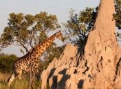 Ученые раскрыли загадку архитектурного мастерства термитов