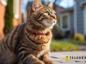 Животное готово вам отблагодарить за гостеприимство