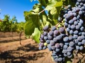 В Севастополе соберут хороший урожай солнечных ягод