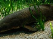 Ученые обнаружили в Африке рыбу, которая может жить без еды