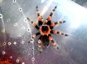 Пауки вдохновили ученых на создание сверхчувствительного датчика