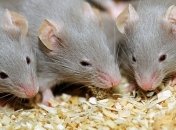 Ученые научились с помощью света управлять мозгом мышей