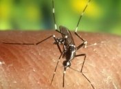 Заболевания лихорадкой Западного Нила зафиксировано в Украине