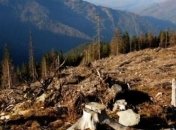 Рада планирует усилить охрану лесов в Карпатах