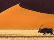 Пустыня Намиб: снимки Мертвой долины, которые не оставят равнодушным (Фото)