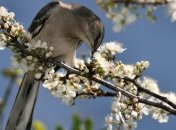 Прогноз погоды в Украине 29 апреля: без осадков, местами дожди 