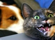 Удивительная кошка стала благотворительницей (Фото)