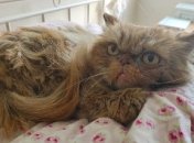 Котик из Бородянки