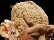 Клетки мозга способны жить в 2 раза дольше самого организма