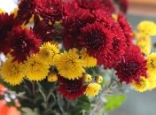 Как правильно высаживать хризантемы весной