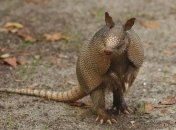 Не хочу рожать: некоторые животные могут поставить беременность "на паузу"