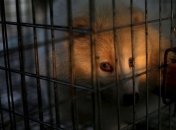 Ком в горле: жестокая реальность меховой индустрии Китая (Фото)