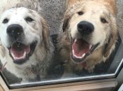 Подборка смешных веселых картинок зарядит позитивом 