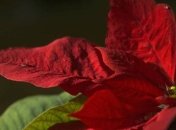 Самые красивые, но самые опасные цветы в мире (Фото)